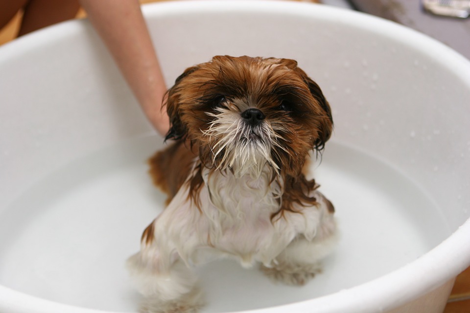 bañar a un perro pequeño